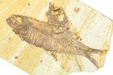 Detailed Fossil Fish (Knightia) - Wyoming #379526-1